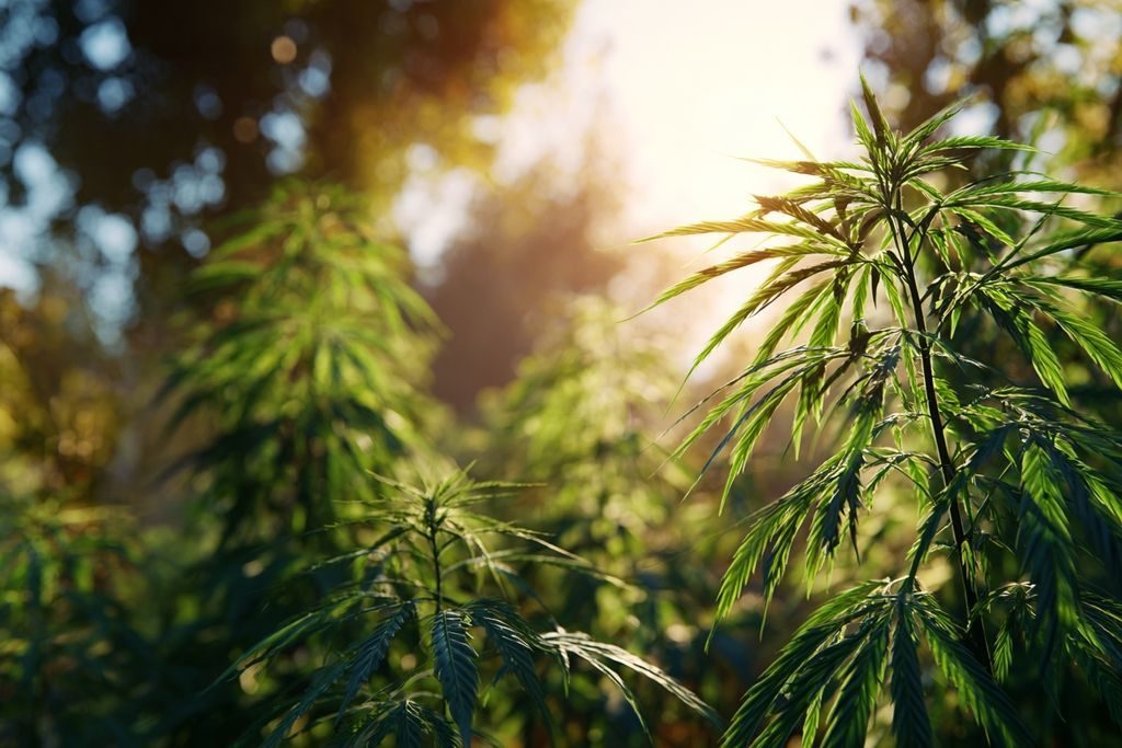 Comprendre les graines de cannabis et leur rôle dans le processus de culture